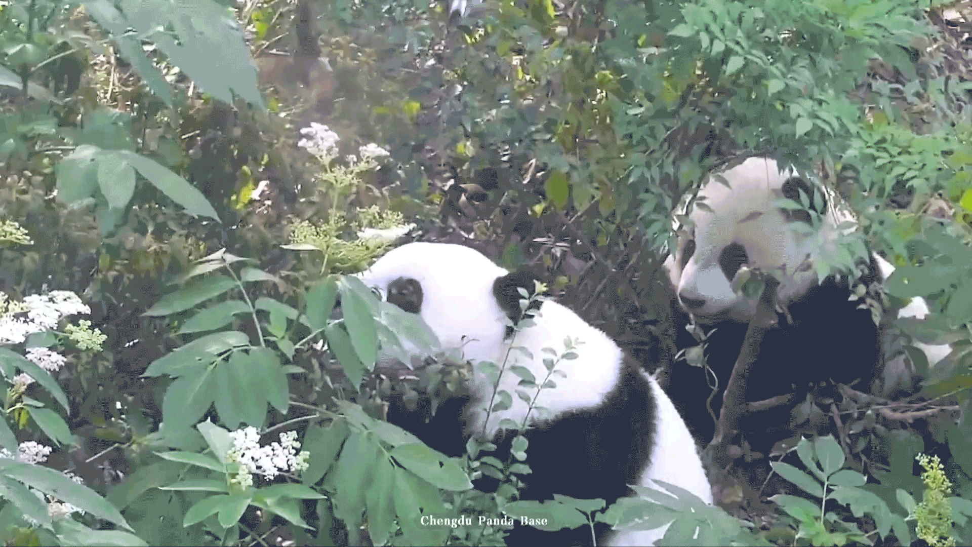'Catch me if you can'! Giant pandas vs. birds in SW China