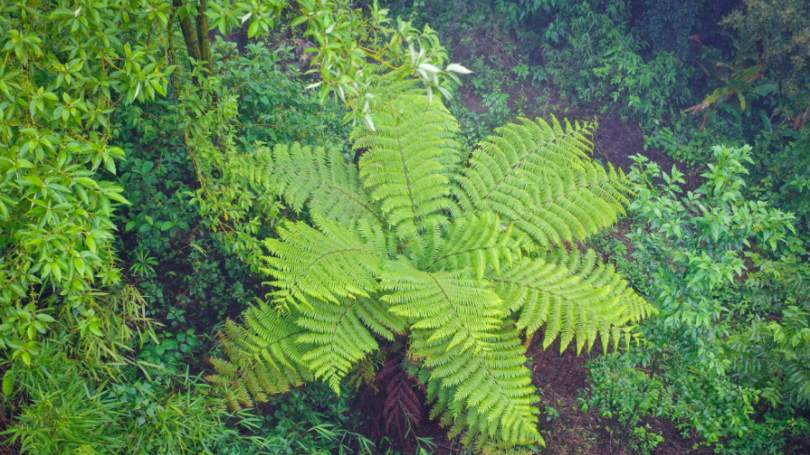 Ancient plant discovered in Southwest China's Yunnan