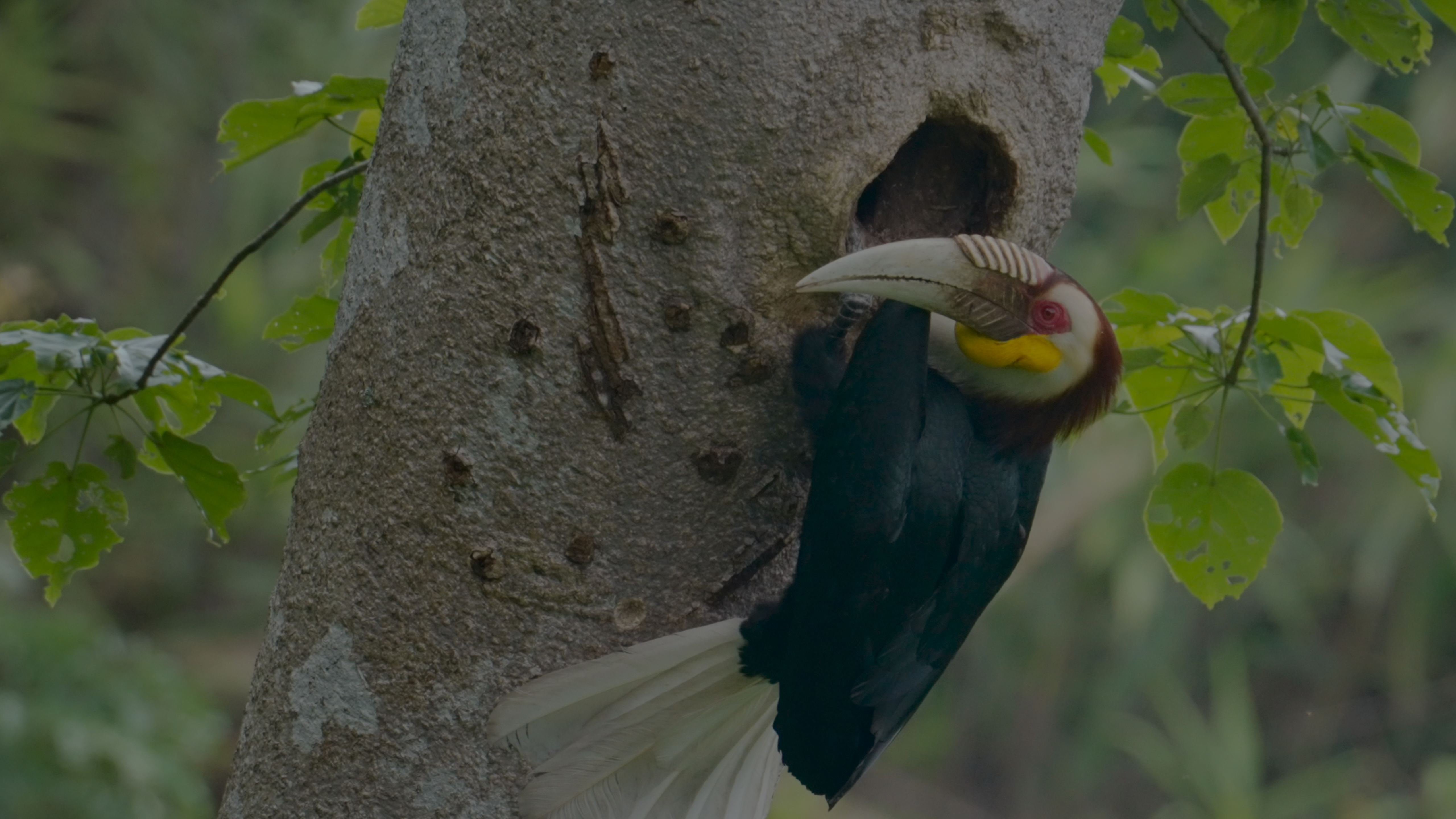 Yunnan Dehong Series | Episode 3: Rainforest whispers