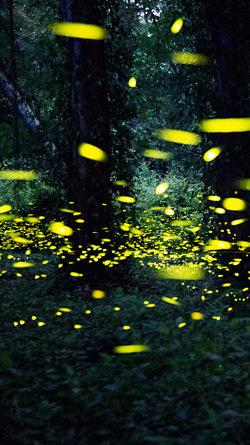 World Firefly Day: Protect our glowing friends!